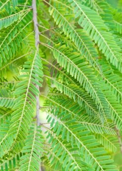 Amla, Indian Gooseberry (Phyllanthus Emblica) 14 Amla, Indian Gooseberry (Phyllanthus Emblica) -Plant Seed Store 0155d9 1fbee7d1bf5e4d2cbd137608090fe2c4 mv2 d 1860 2800 s 2