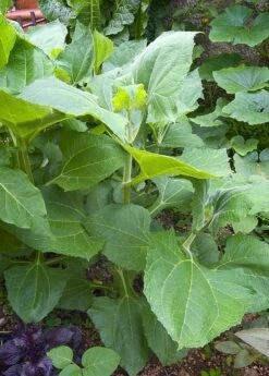 Earth Apple, 'Yellow' (Smallanthus Sonchifolius) -Plant Seed Store 0155d9 2e1720a4536e4f0fa985deba5703940a mv2 d 1874 2800 s 2 88356a23 def2 40b4 9f2c d4e87487a8f4