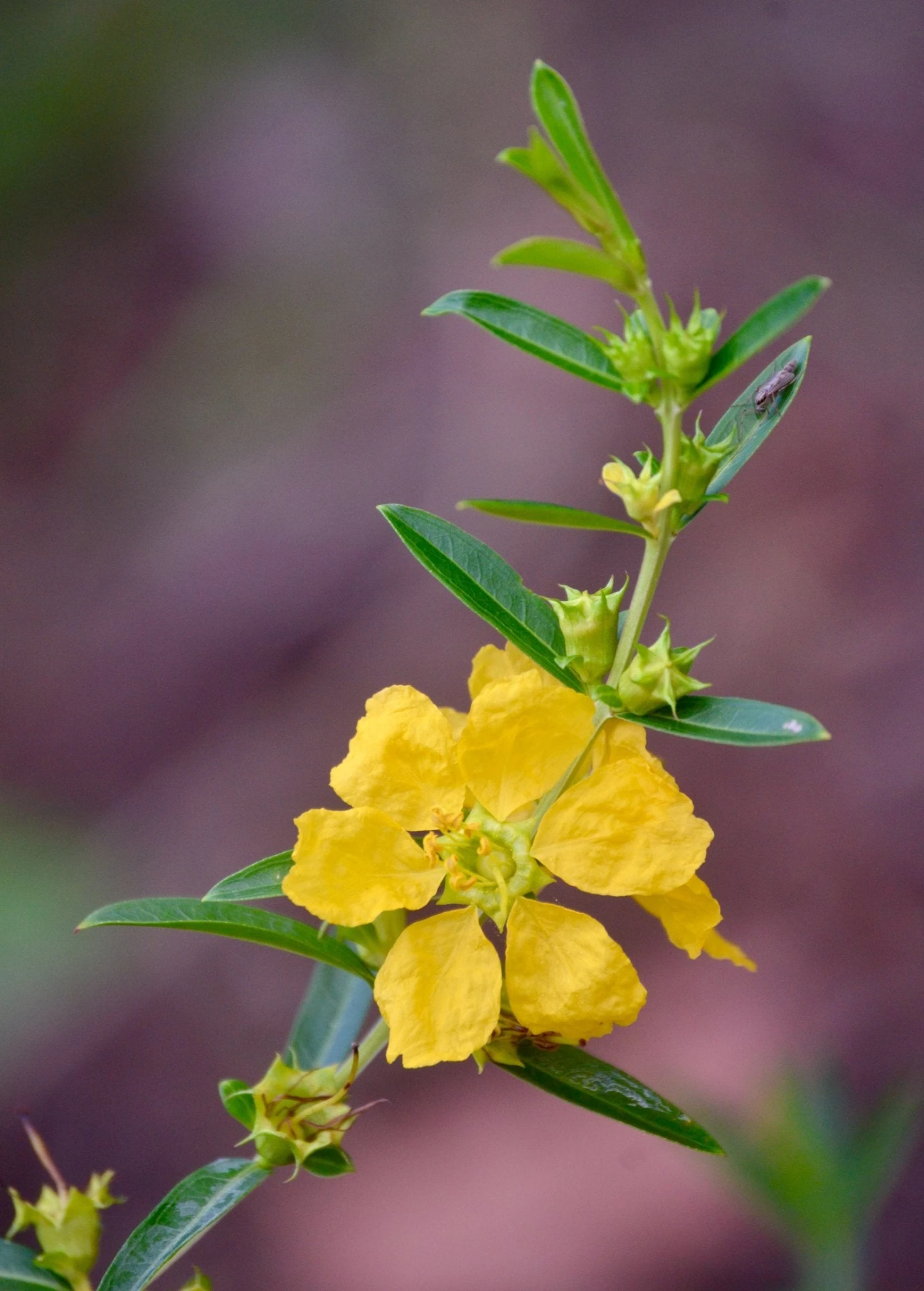 Sun Opener, Sinicuichi (Heimia Salicifolia) 4 Sun Opener, Sinicuichi (Heimia Salicifolia) - Image 4