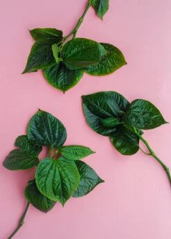 Lolot (Piper Sarmentosum) -Plant Seed Store 0155d9 4dac8f1bcf3e45de953a21ac4071b86a mv2 d 3648 5472 s 4 2