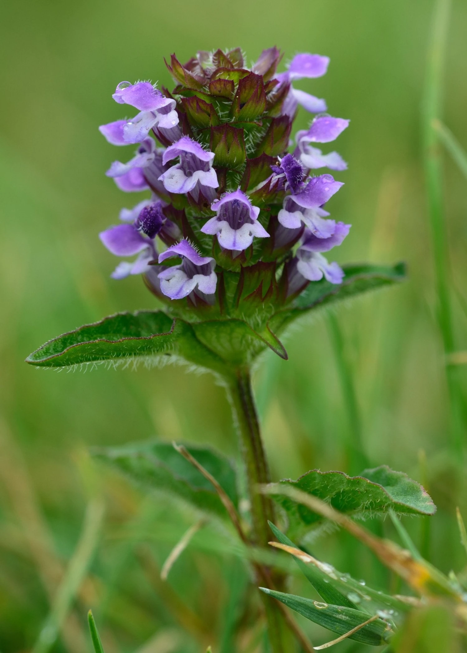 Self Heal Herb (Prunella Vulgaris) 2 Self Heal Herb (Prunella Vulgaris) - Image 2