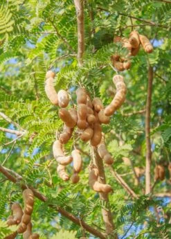 Tamarind (Tamarindus Indica)