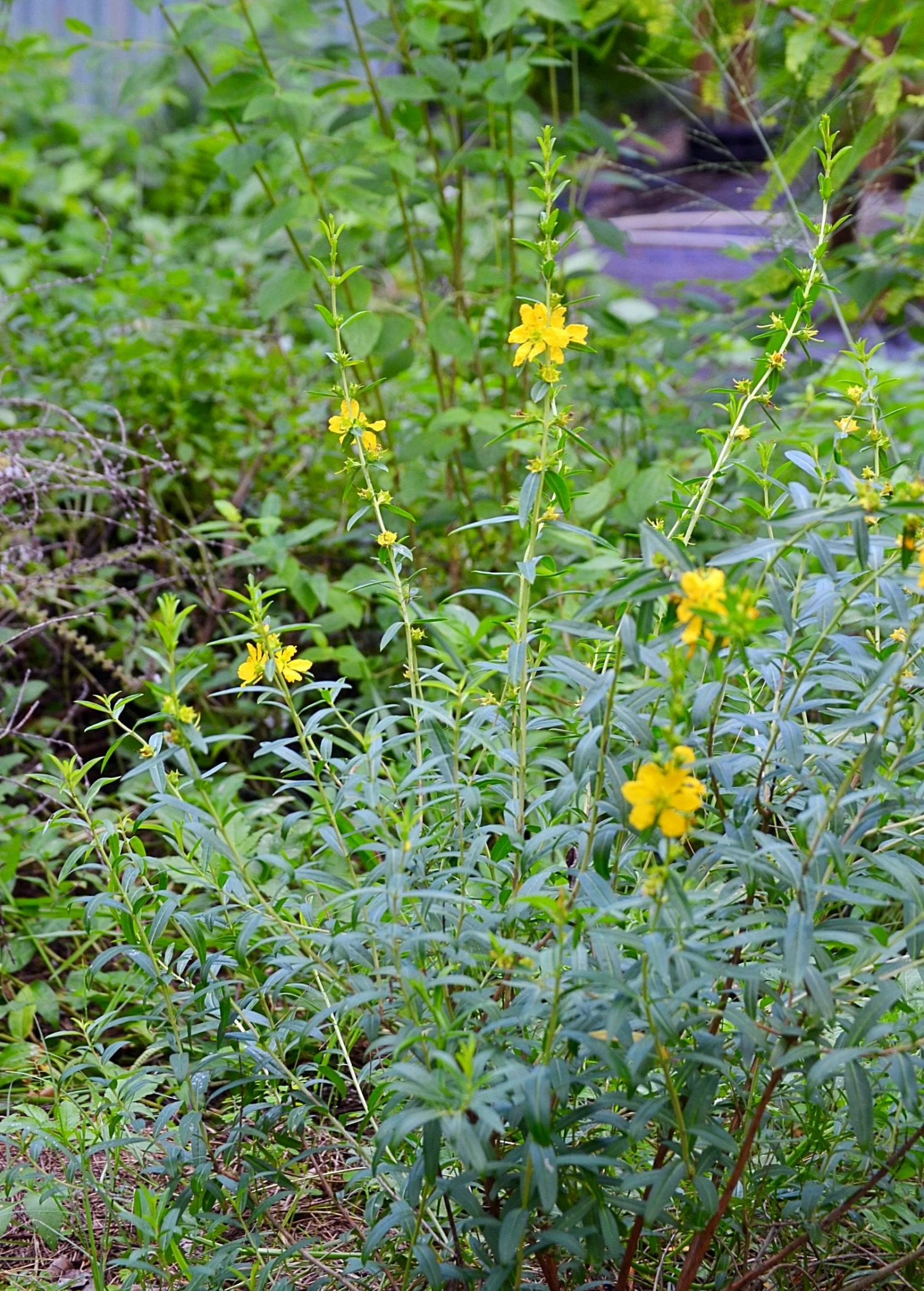 Sun Opener, Sinicuichi (Heimia Salicifolia) 2 Sun Opener, Sinicuichi (Heimia Salicifolia) - Image 2