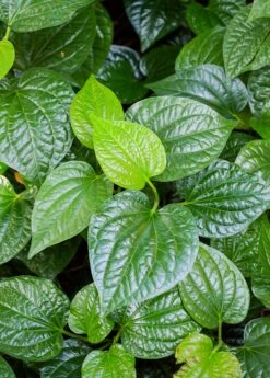 Lolot (Piper Sarmentosum) -Plant Seed Store 0155d9 9341901467de42e485b61a0ecfae903b