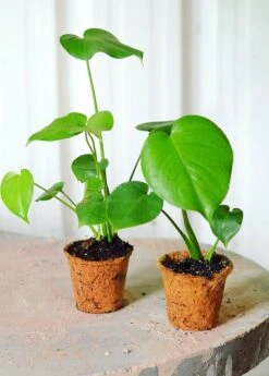 Monstera Deliciosa, Swiss Cheese Plant 15 Monstera Deliciosa, Swiss Cheese Plant -Plant Seed Store 0155d9 96bb997e16c7430e9f1eb88d3751834d mv2 d 3263 4079 s 4 2