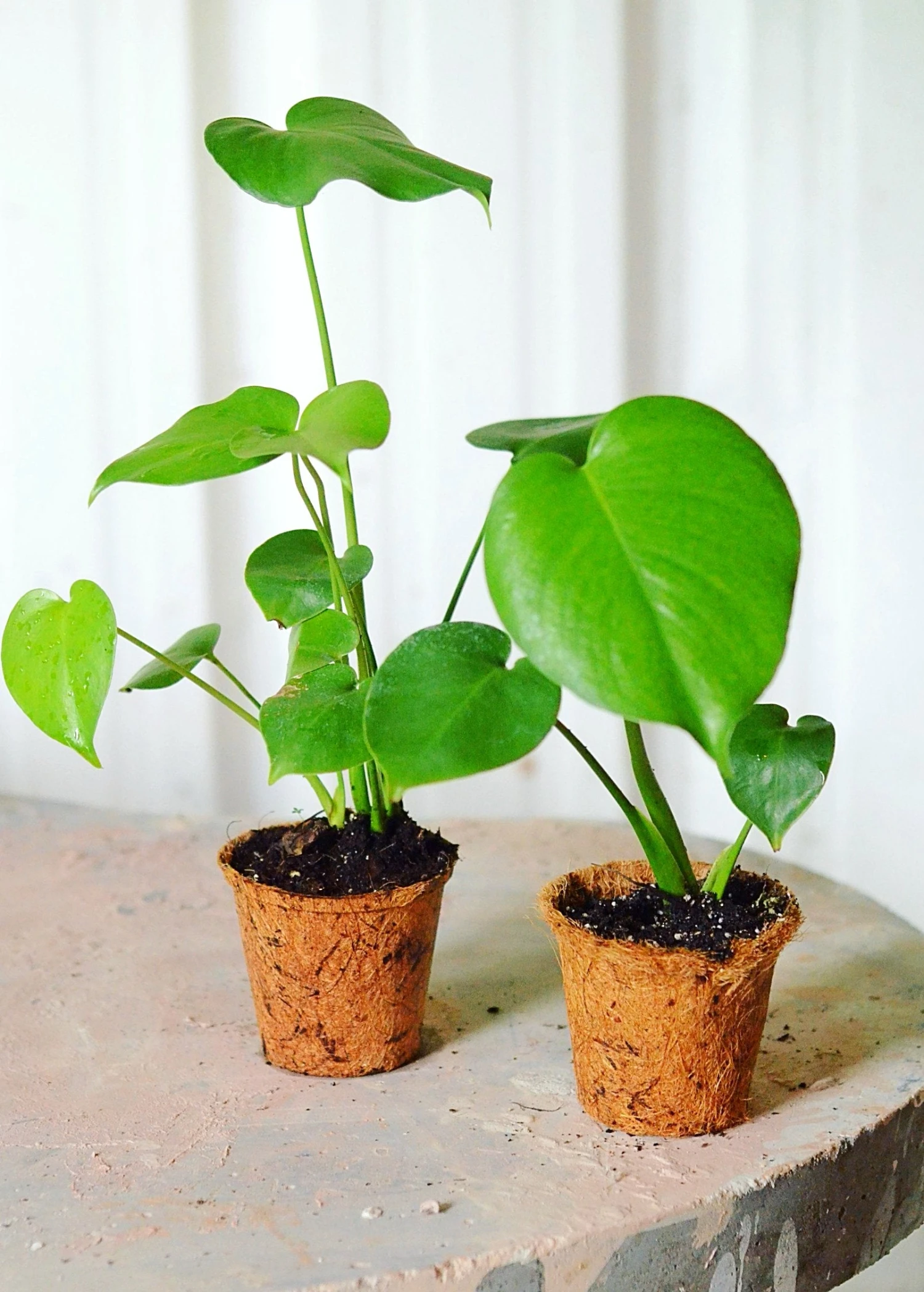 Monstera Deliciosa, Swiss Cheese Plant 8 Monstera Deliciosa, Swiss Cheese Plant - Image 8