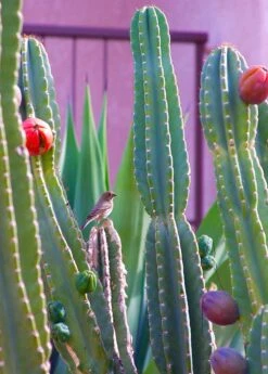 Peruvian Apple Cactus (Cereus Repandus) -Plant Seed Store 0155d9 9fd2ff4a57324c3f92bf1cffdbb59874 mv2 d 2019 3000 s 2