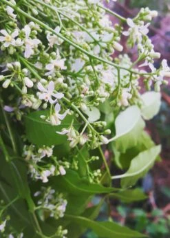 Neem Tree (Azadirachta Indica) -Plant Seed Store 0155d9 a593fde486c0478b9ffd90e89b9a72ac mv2 d 2988 3735 s 4 2