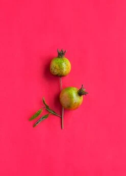 Pomegranate 'Vietnamese Pink' (Punica Granatum) -Plant Seed Store 0155d9 d1b0582fd8484caf87aa44915959da6f mv2 d 3271 4907 s 4 2