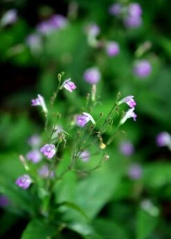 New Products -Plant Seed Store 0155d9 d77eea38693945b5bbf289f9f1fdf242