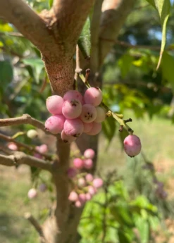 Plant Seed Store -Plant Seed Store 13 0658d3fe 9d9b 457e bc2c 78b60294094d