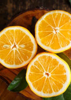 Meyer Lemon (Citrus × Meyeri)