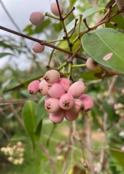 Lilly Pilly (Syzygium Smithii, Acmena Smithii) -Plant Seed Store 23