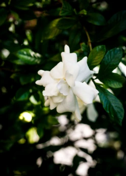 Everblooming Gardenia (Gardenia Veitchii)