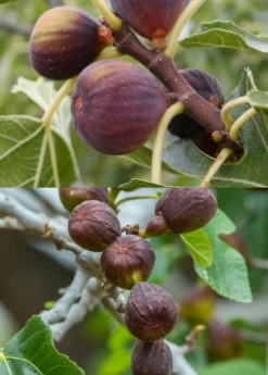 Fig Tree Bundle: 'Olympian' Fig & 'Brown Turkey' Fig