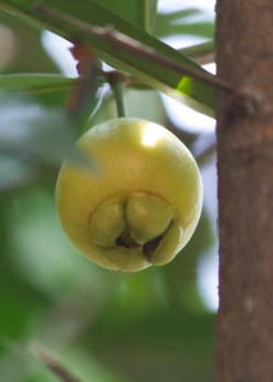 Rose Apple (Syzygium Jambos) -Plant Seed Store 3