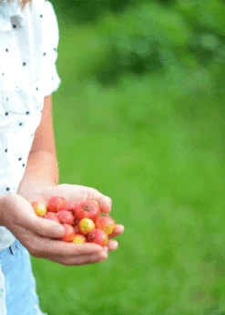 Guava, Strawberry (Psidium Cattleianum) -Plant Seed Store 3DEA704B 3825 4F78 BEC4 9A92A56E0116