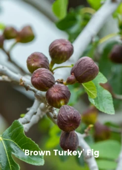 Fig Tree Bundle: 'Olympian' Fig & 'Brown Turkey' Fig -Plant Seed Store 3 7