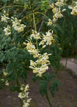 Moringa (Moringa Oleifera) -Plant Seed Store 4 3