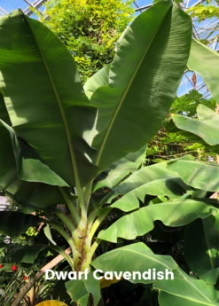 Banana Bundle: Siam Ruby, Blood Banana, Dwarf Cavendish & Red Abyssinian -Plant Seed Store 4 4