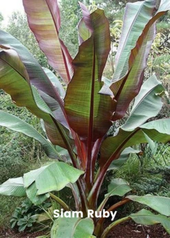 Banana Bundle: Siam Ruby, Blood Banana, Dwarf Cavendish & Red Abyssinian -Plant Seed Store 5 2