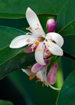 Meyer Lemon (Citrus × Meyeri) 12 Meyer Lemon (Citrus × Meyeri) -Plant Seed Store 5 5bc7f1dc d173 47eb 86cd 5fce4473849a