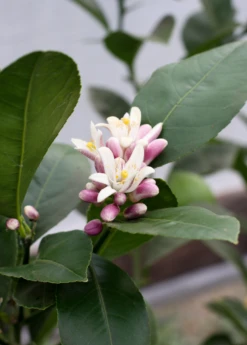 Meyer Lemon (Citrus × Meyeri) 13 Meyer Lemon (Citrus × Meyeri) -Plant Seed Store 6 c5ef219c 2d86 479d bb66 3998c897835f