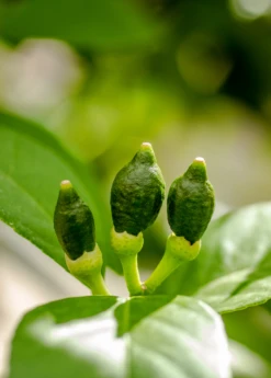 Meyer Lemon (Citrus × Meyeri) 14 Meyer Lemon (Citrus × Meyeri) -Plant Seed Store 7