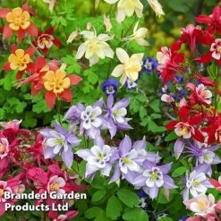 Aquilegia Caerulea 'Mrs Scott-Elliott' (Garden Ready) -Plant Seed Store 74426 AQUI MRSSCOELL1