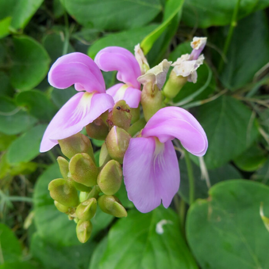 Plant Seed Store -Plant Seed Store 855c5c8d0ce35c18a9f0d0be77e85044