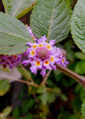 Oaxaca Lemon Verbena (Lippia Alba) 1 Oaxaca Lemon Verbena (Lippia Alba)