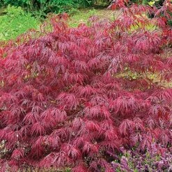 Acer Palmatum Var. Dissectum 'Rubrum' -Plant Seed Store ACER V11237 C h