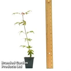 Acer Palmatum 'Atropurpureum' 9 Acer Palmatum 'Atropurpureum' -Plant Seed Store ACER ATROPU7CM T44907 A