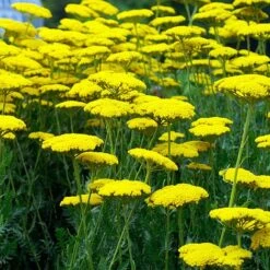 Achillea Filipendulina 'Coronation Gold'