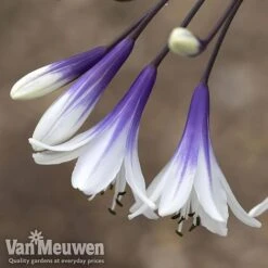 Agapanthus 'Fireworks' -Plant Seed Store AGA FIRE B