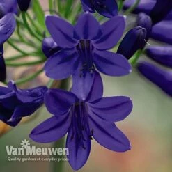 Agapanthus 'Flower Of Love' -Plant Seed Store AGAP V72561 B