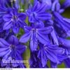 Agapanthus 'Flower Of Love'