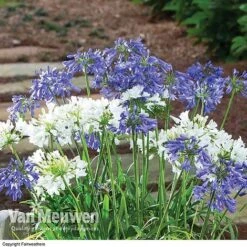 Agapanthus 'Ever White' -Plant Seed Store AGAP VKA3941 B
