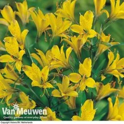 Alstroemeria 'Sweet Laura' -Plant Seed Store ALST 61567 B