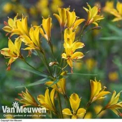 Alstroemeria 'Sweet Laura' -Plant Seed Store ALST 61567 D