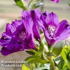 Alstroemeria 'Butterfly Hybrids' -Plant Seed Store ALST BUTTERHYB L39297