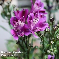 Alstroemeria 'Butterfly Hybrids' -Plant Seed Store ALST BUTTERHYB L39298