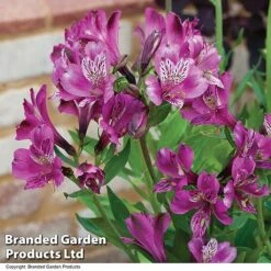 Alstroemeria 'Butterfly Hybrids' -Plant Seed Store ALST BUTTERHYB T19298