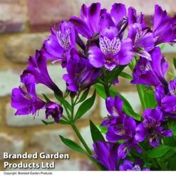Alstroemeria 'Butterfly Hybrids' -Plant Seed Store ALST BUTTERHYB T19299