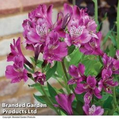 Alstroemeria 'Butterfly Hybrids' -Plant Seed Store ALST BUTTERHYB T19348