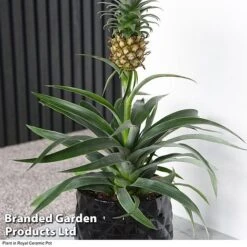 Pineapple Plant