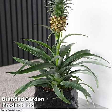 Pineapple Plant 1 Pineapple Plant