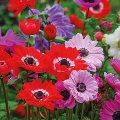 Bumper Spring Bulb Collection -Plant Seed Store ANEM T56672 A h