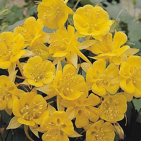 Aquilegia Chrysantha 'Yellow Star' 1 Aquilegia Chrysantha 'Yellow Star'