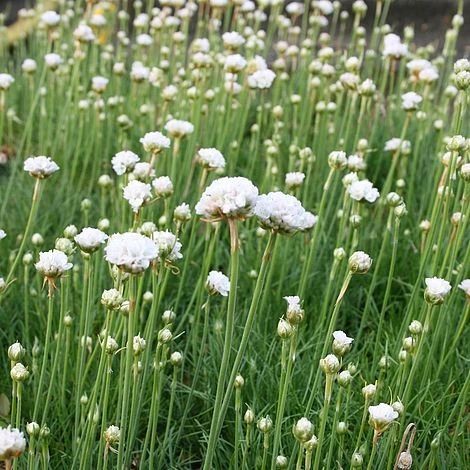 Armeria Maritima 'Alba' 1 Armeria Maritima 'Alba'